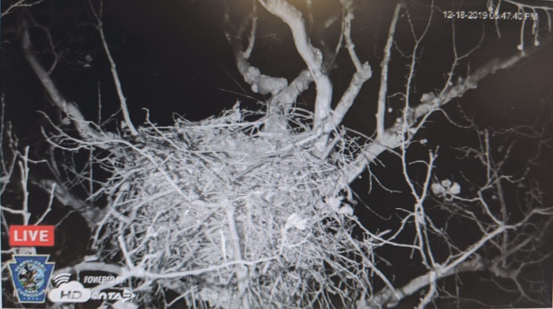 PA Bald-Eagle livestream launched | News, Sports, Jobs - Times Observer